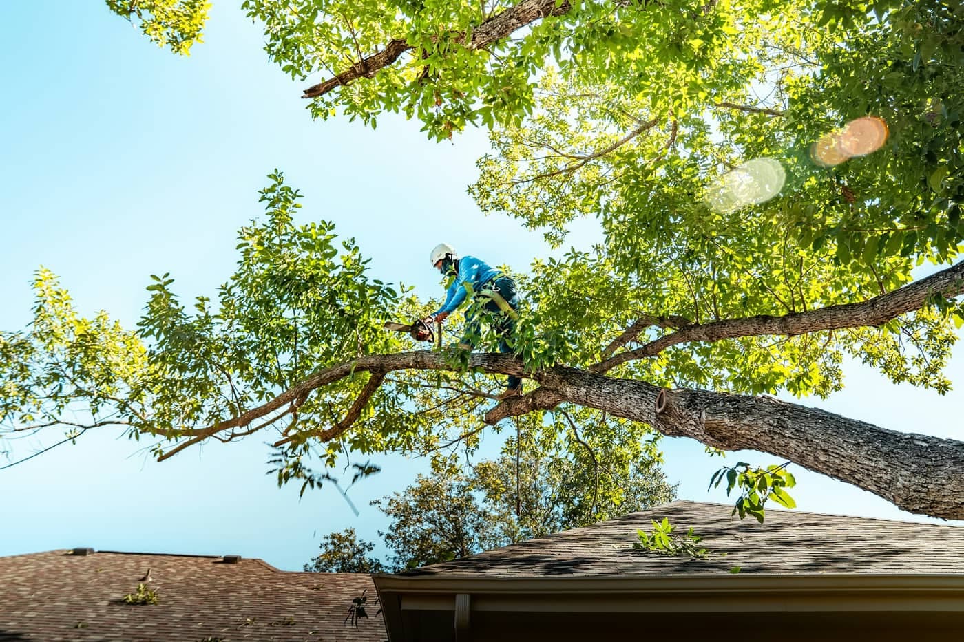 Tree and shrub trimming services